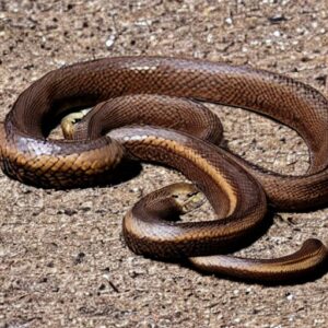 Spot & Identify Brown Snakes in Florida