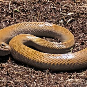 Spot & Identify Brown Snakes in Florida