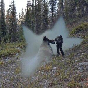 does-bear-spray-expire