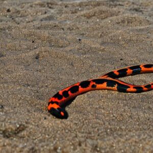 What is the rhyme to know if a snake is poisonous?