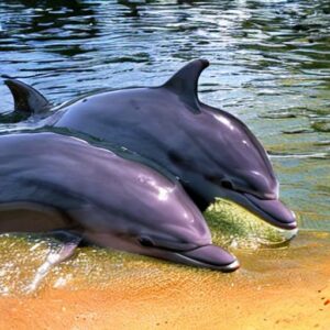 Animals to Spot in Florida Keys Dolphin