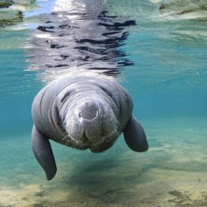 Manatee to Spot in Florida Keys 
