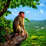 Grenada's Top Mountains & Volcanoes: Exposed!