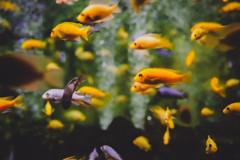 The Best Aquariums in Florida: 9 Worth Visiting (and 2 That Closed)