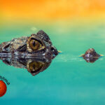 What is The Top Predator In The Everglades?