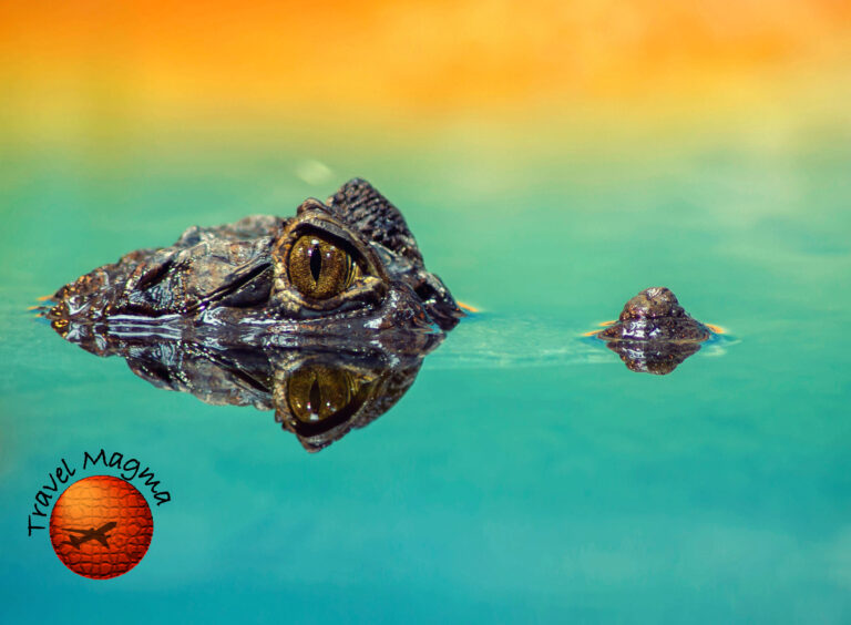 What is The Top Predator In The Everglades?