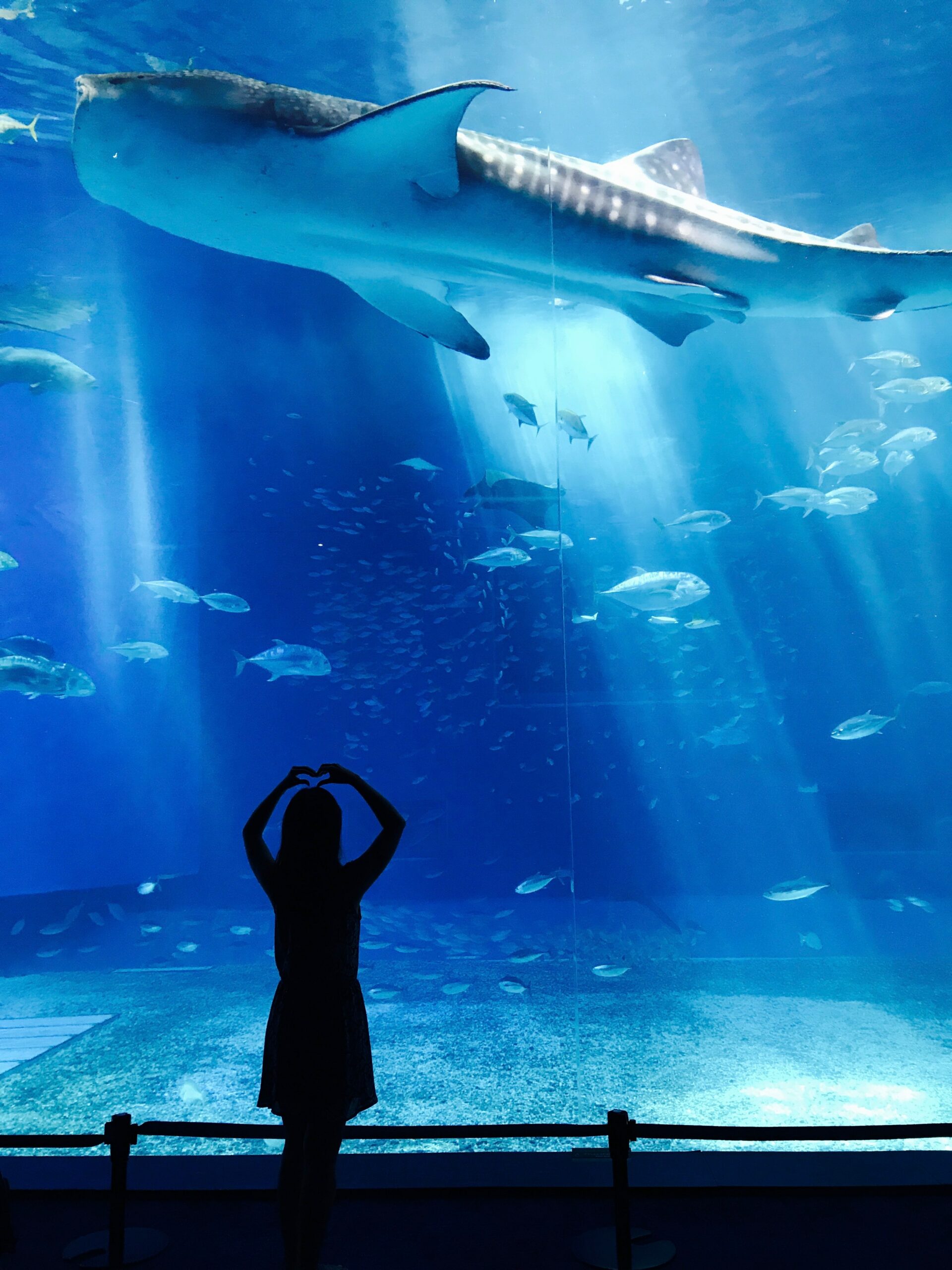 Dive Into Wonder: 11 Must-Visit Aquariums in Florida