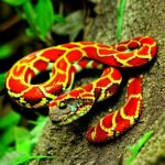 The Foolproof Rhyme to Identify Venomous Snakes