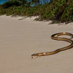 Snakes on Grenada & Sea Snake Myths Debunked