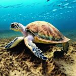 Coast to Coast: Brazil's Must-Visit Beaches