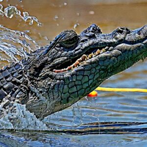 Are There Alligators in Fort Pierce Florida?