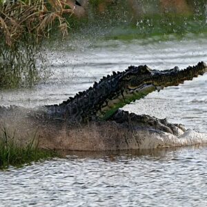 Are There Alligators in Fort Pierce Florida?