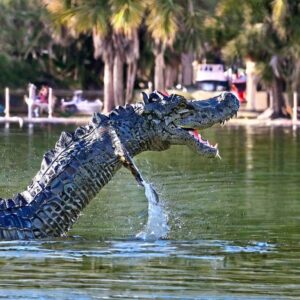 Are There Alligators in Fort Pierce Florida?
