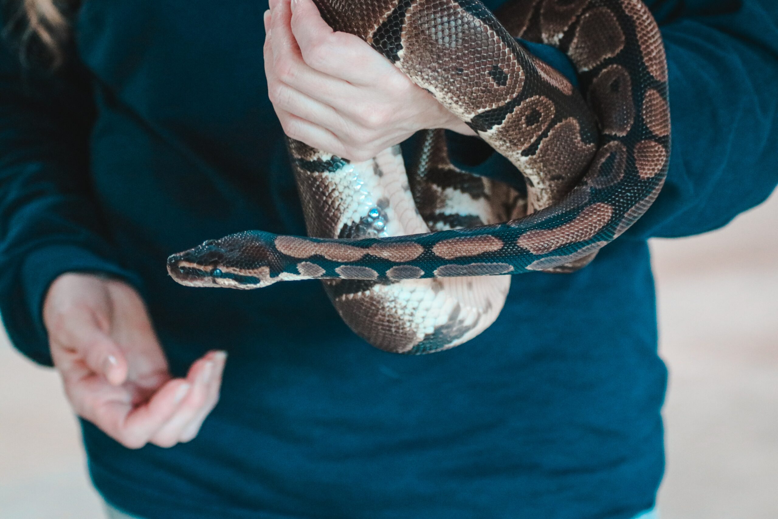 Hunt Pythons in Florida