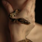 Getting Paid to Hunt Pythons in Florida