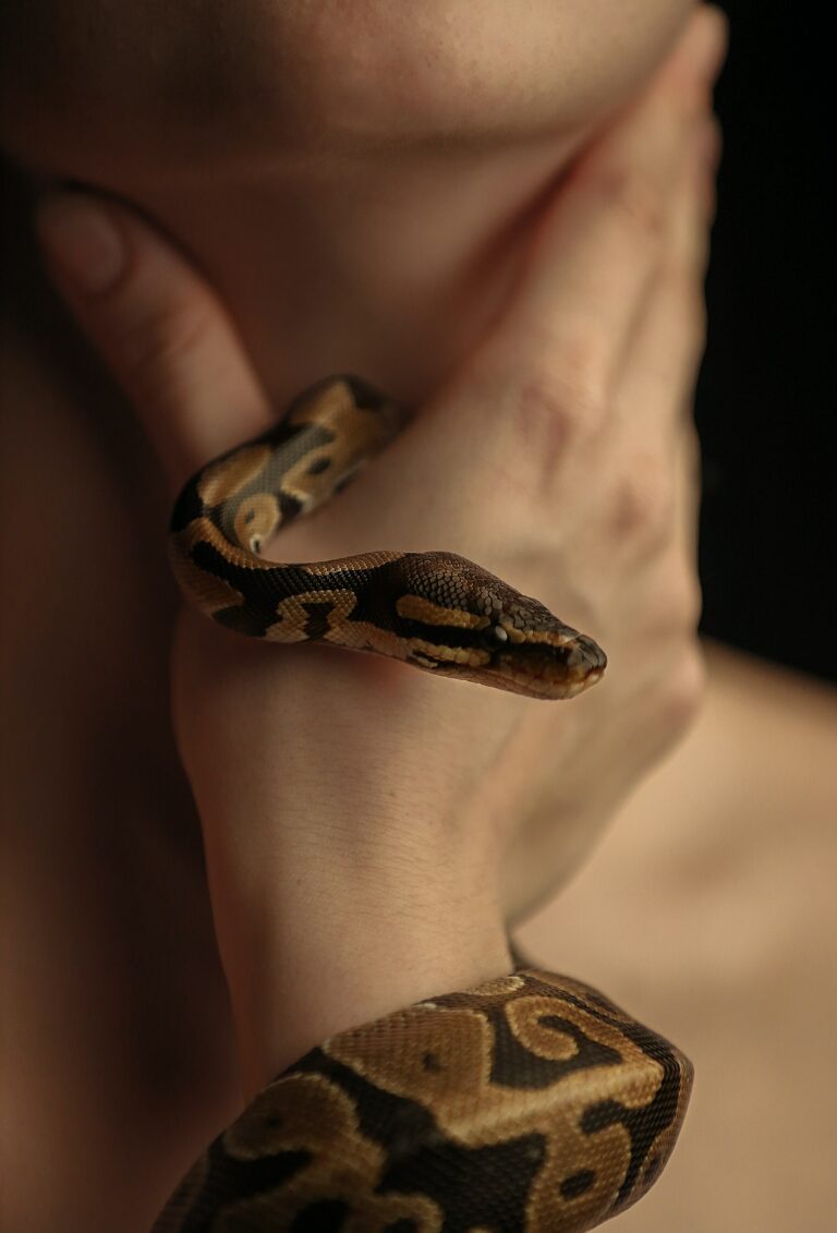 Getting Paid to Hunt Pythons in Florida