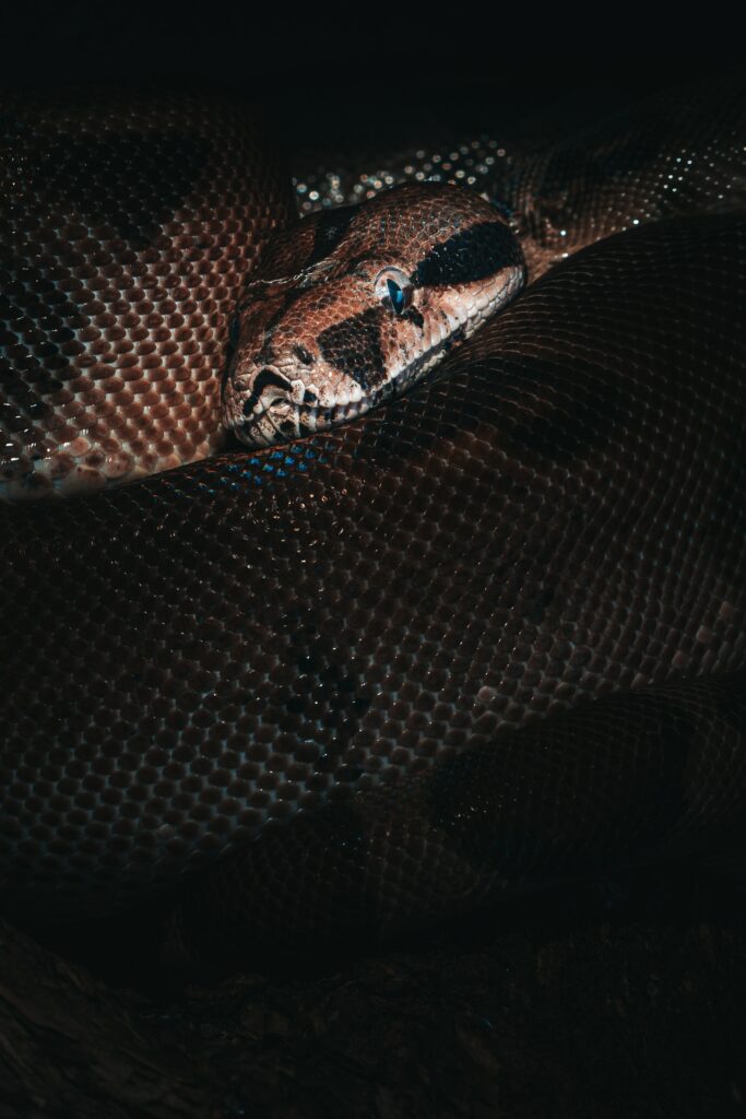 Hunt Pythons in Florida