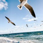 Sarasota vs Siesta Key: Florida's Coastal Gems