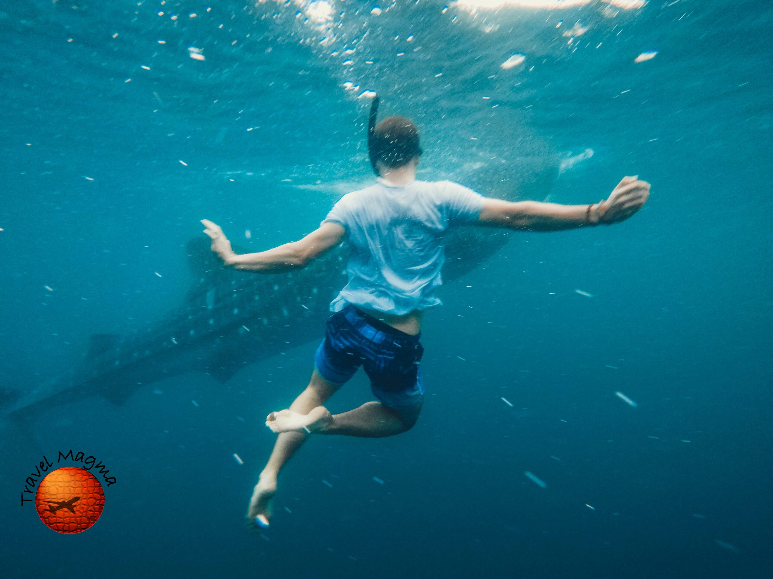 Clearwater's Shark Encounters