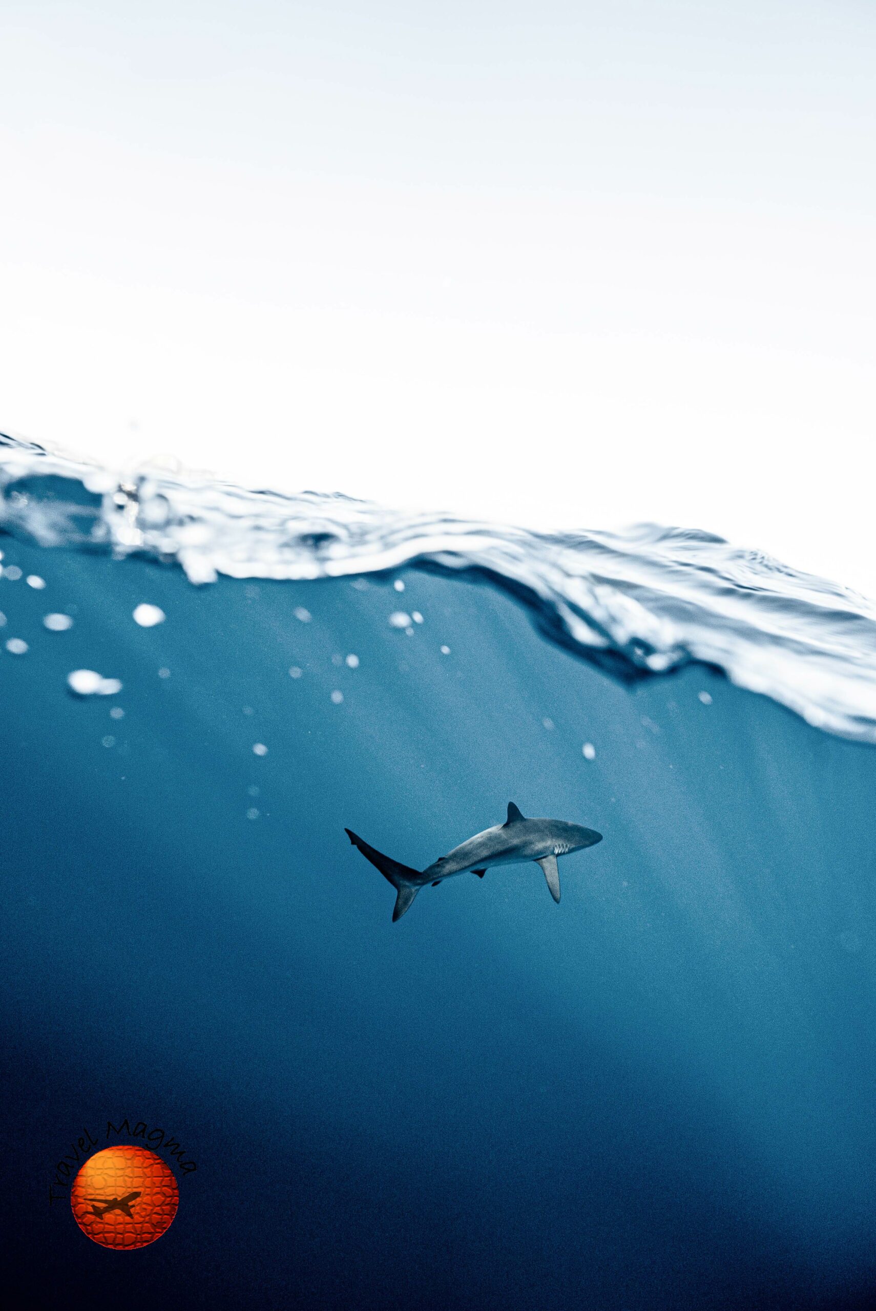 Clearwater's Shark Encounters