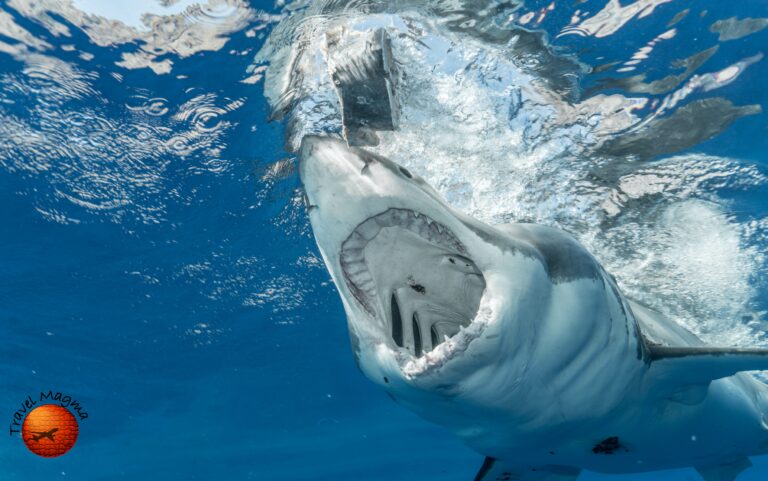 Are There Sharks in Clearwater? Yes, and How Rare a Bite Really Is