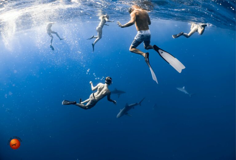 Are There Sharks in Miami Beach?