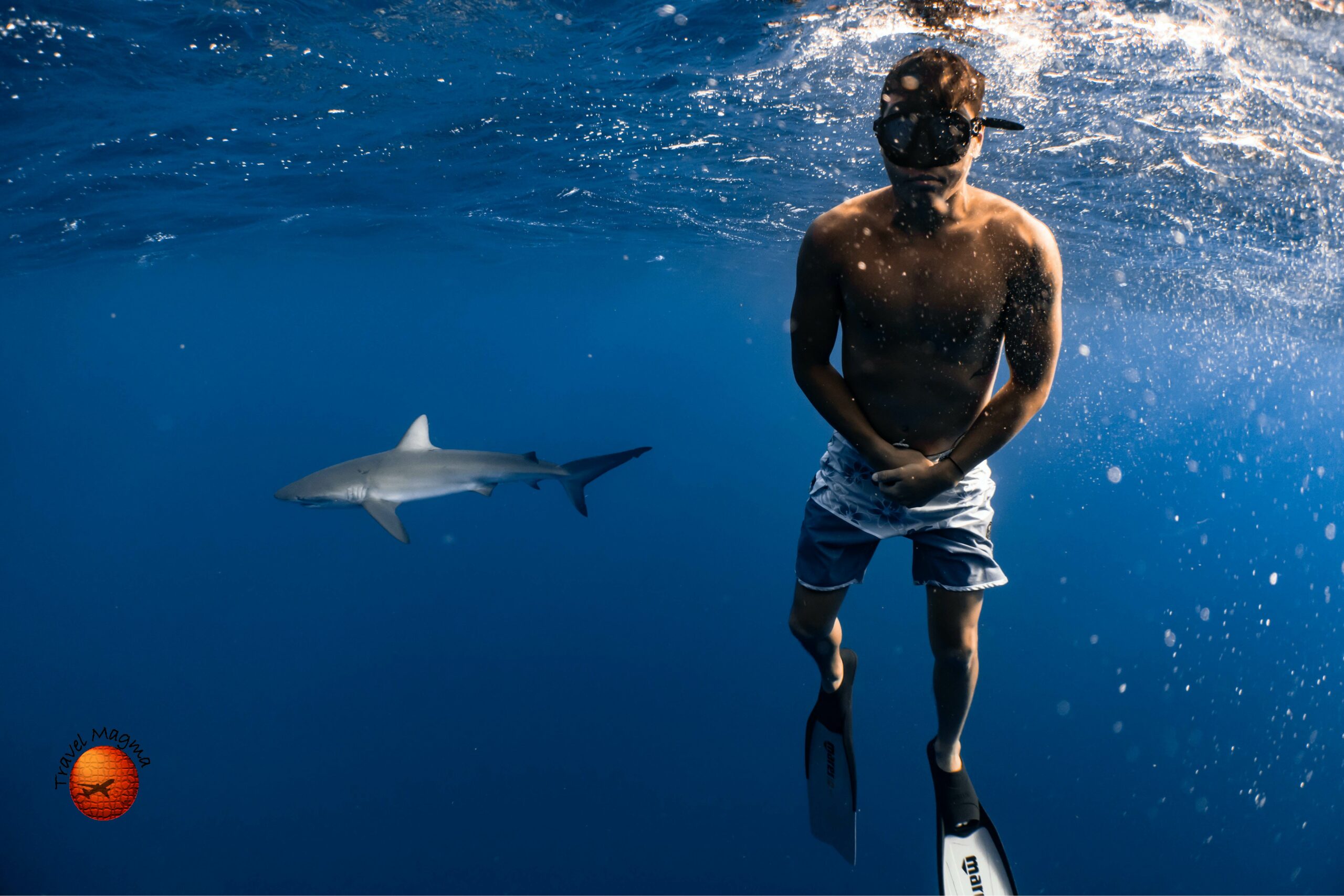 Sharks in Siesta Key