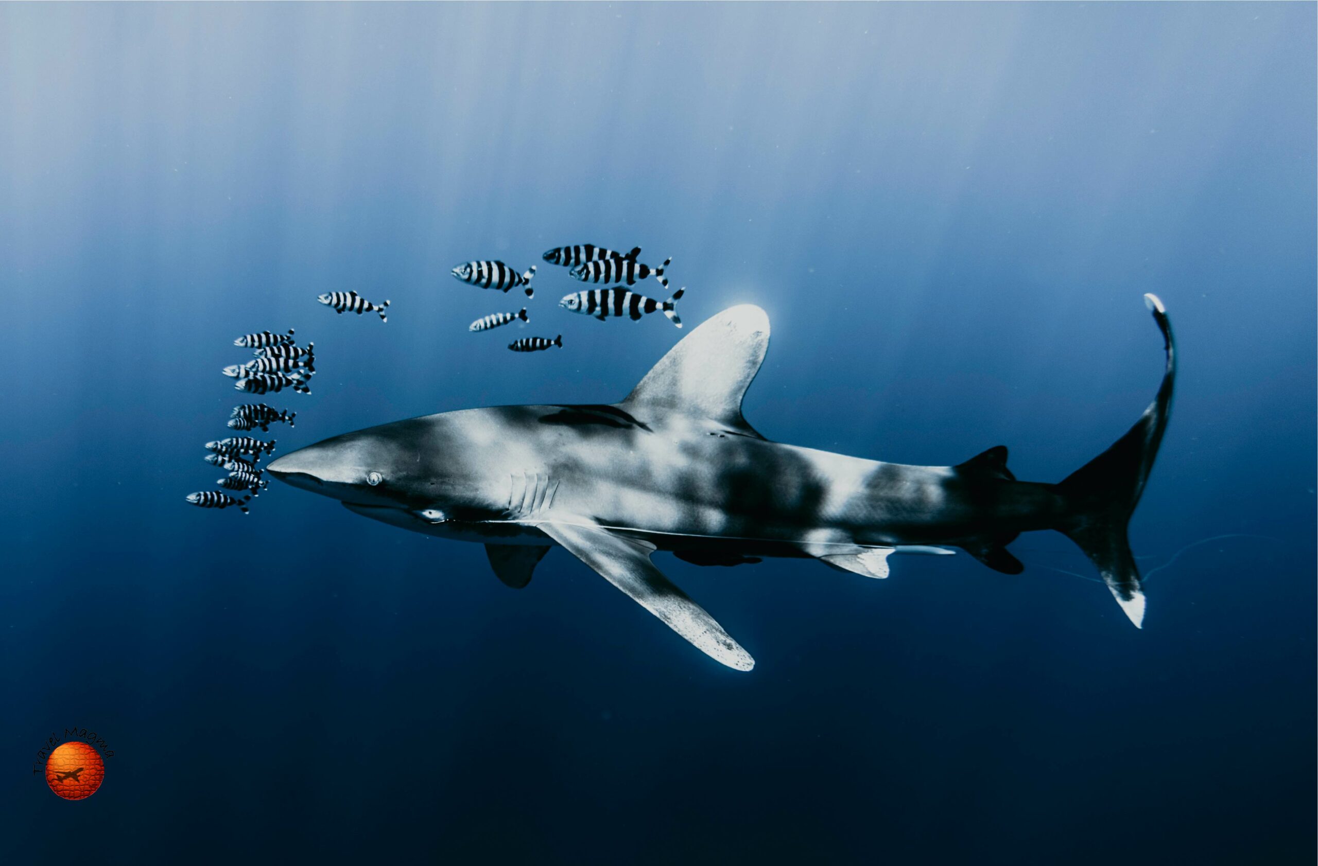 Are There Sharks in Miami Beach?