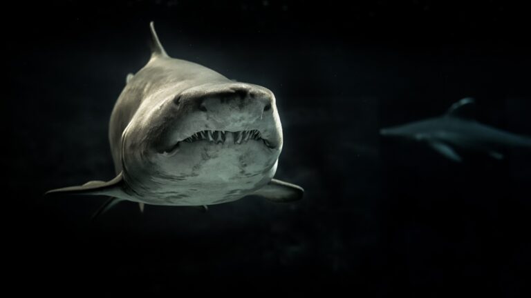 Are There Sharks In Cocoa Beach?