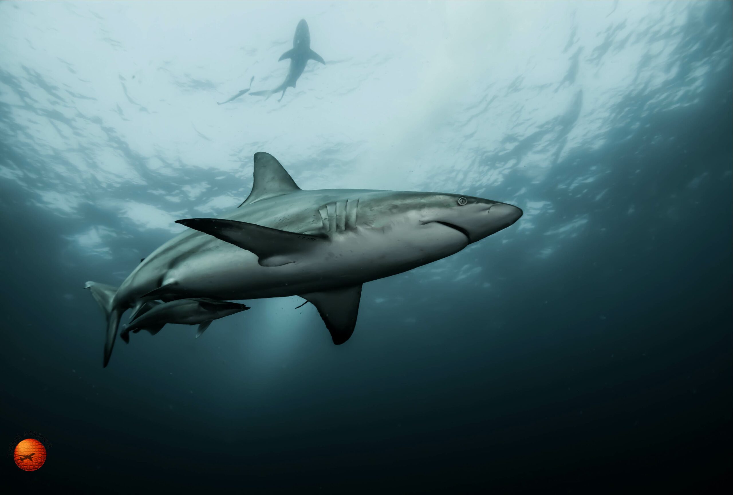 Are There Sharks in Miami Beach?