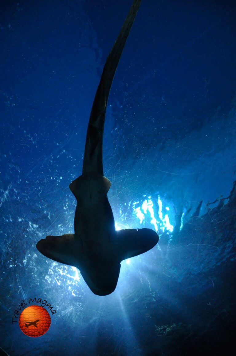 Jaws or Just Myth? Sharks in Siesta Key
