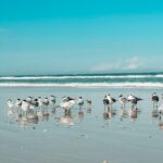 Is Marco Island Worth Visiting?