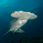 Are There Sharks in Naples Florida?