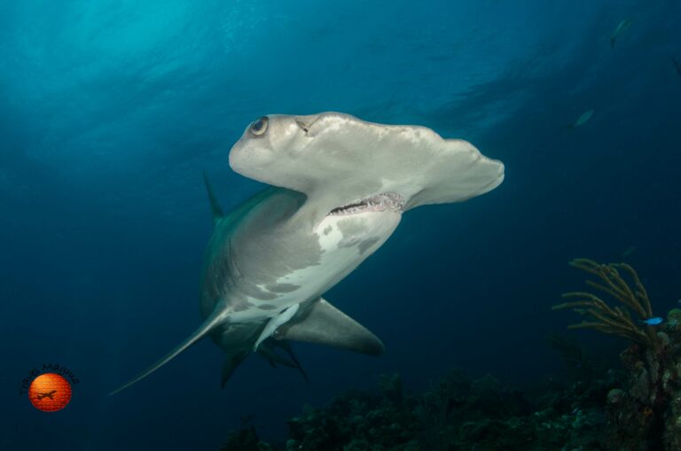 Are There Sharks in Naples Florida?