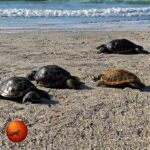 Is Turtle Beach as Nice as Siesta Key?