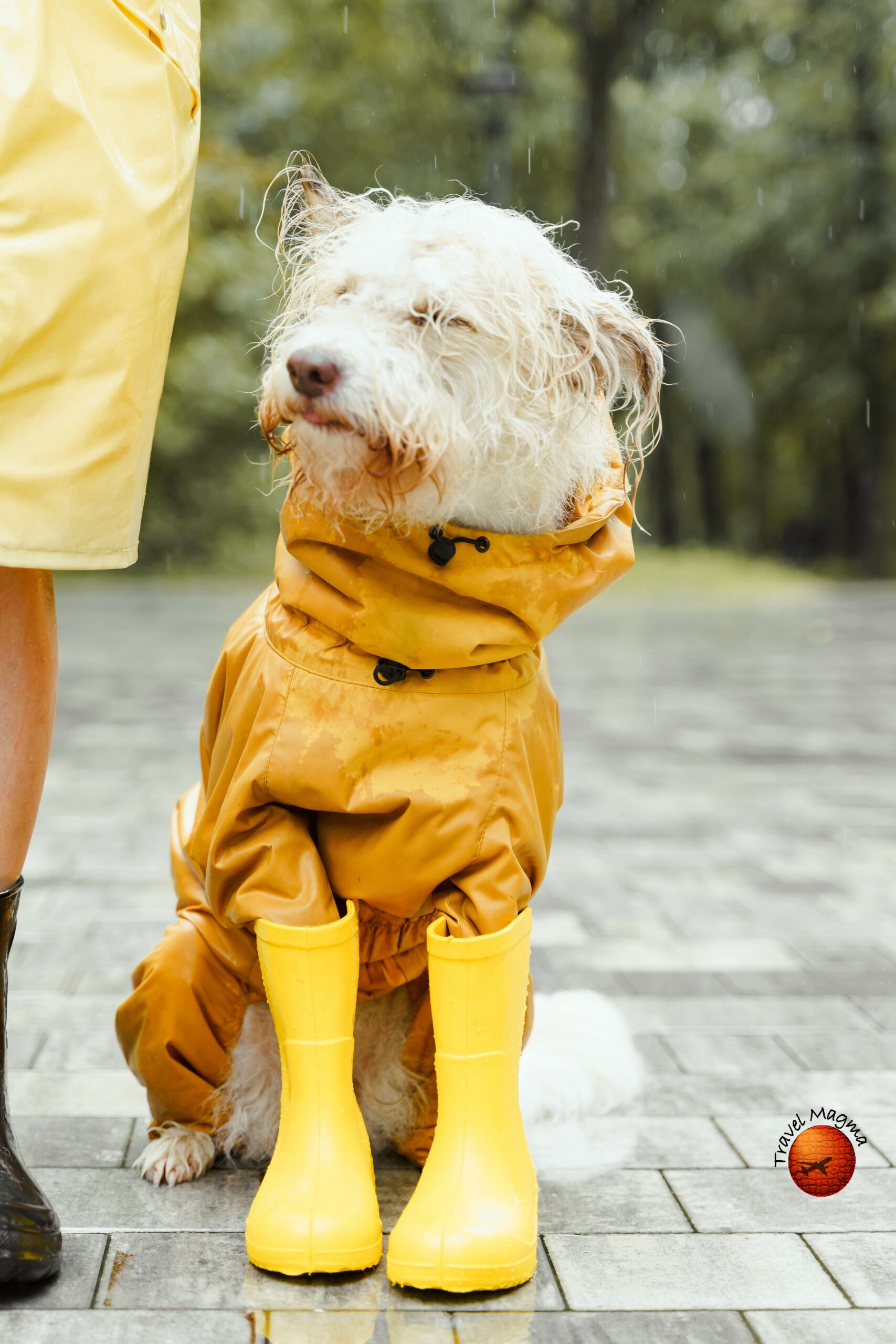 Best Dog-Friendly Natural Springs in Florida