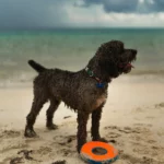 Does Gulfport FL Have Nice Beaches?