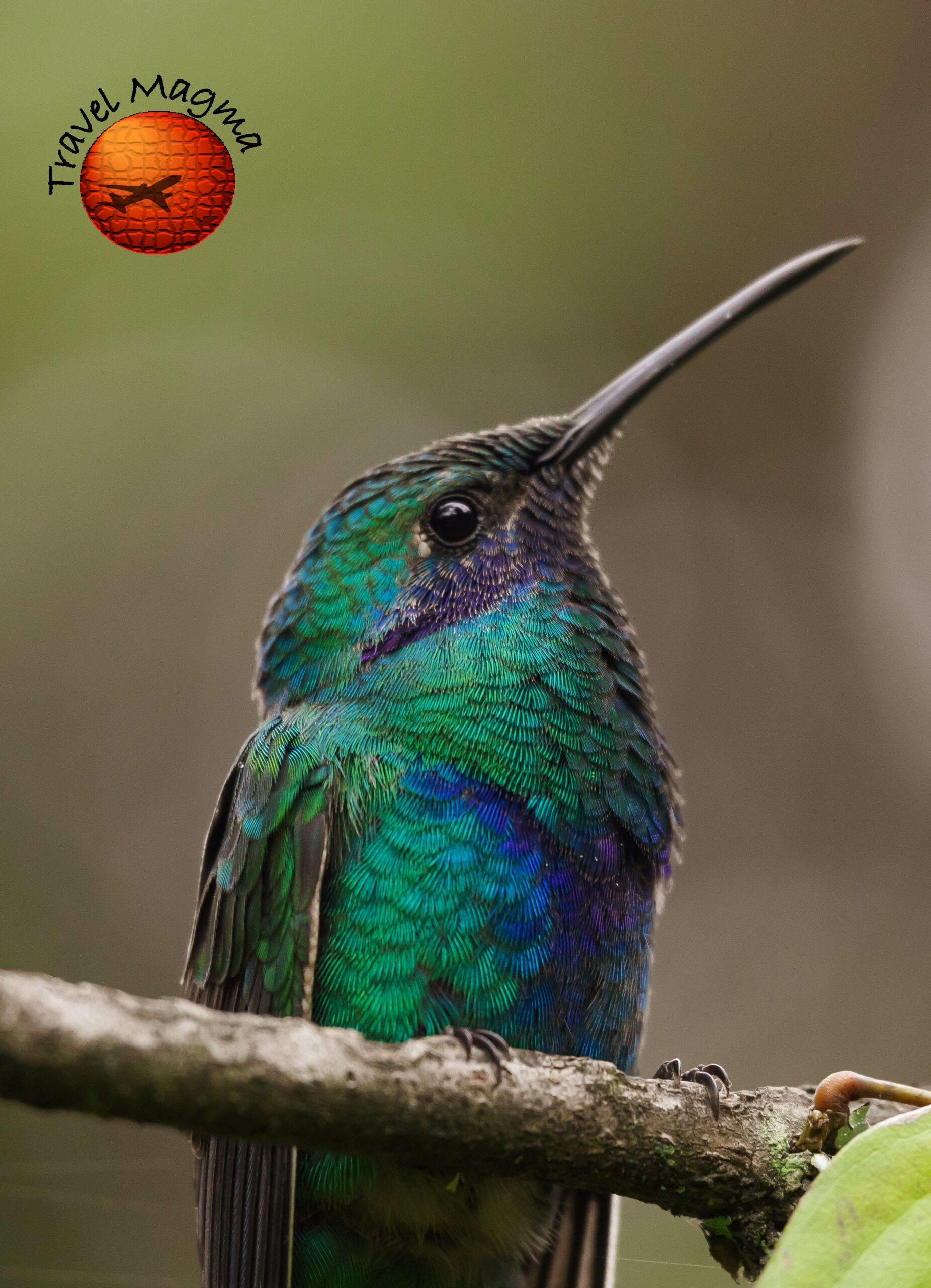 What Time of Year is Best to Bird Florida?