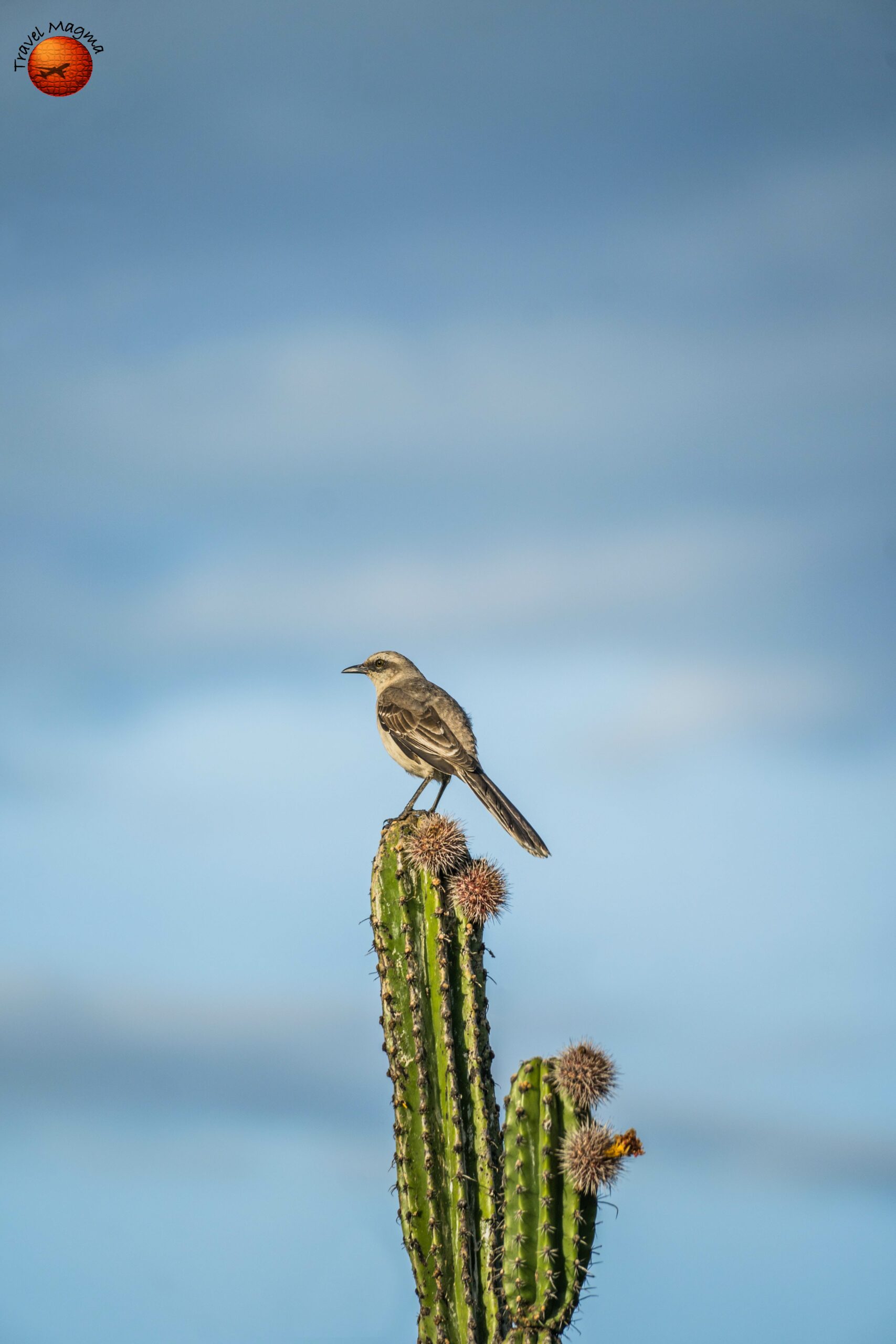 What Time of Year is Best to Bird Florida?