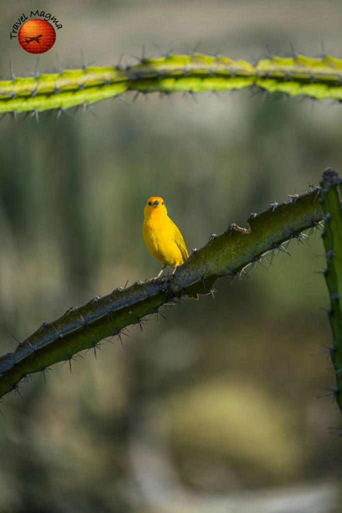 What Time of Year is Best to Bird Florida?