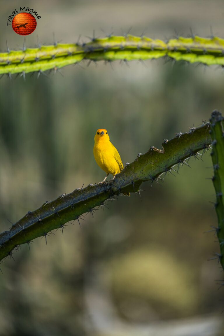 What Time of Year is Best to Bird Florida?