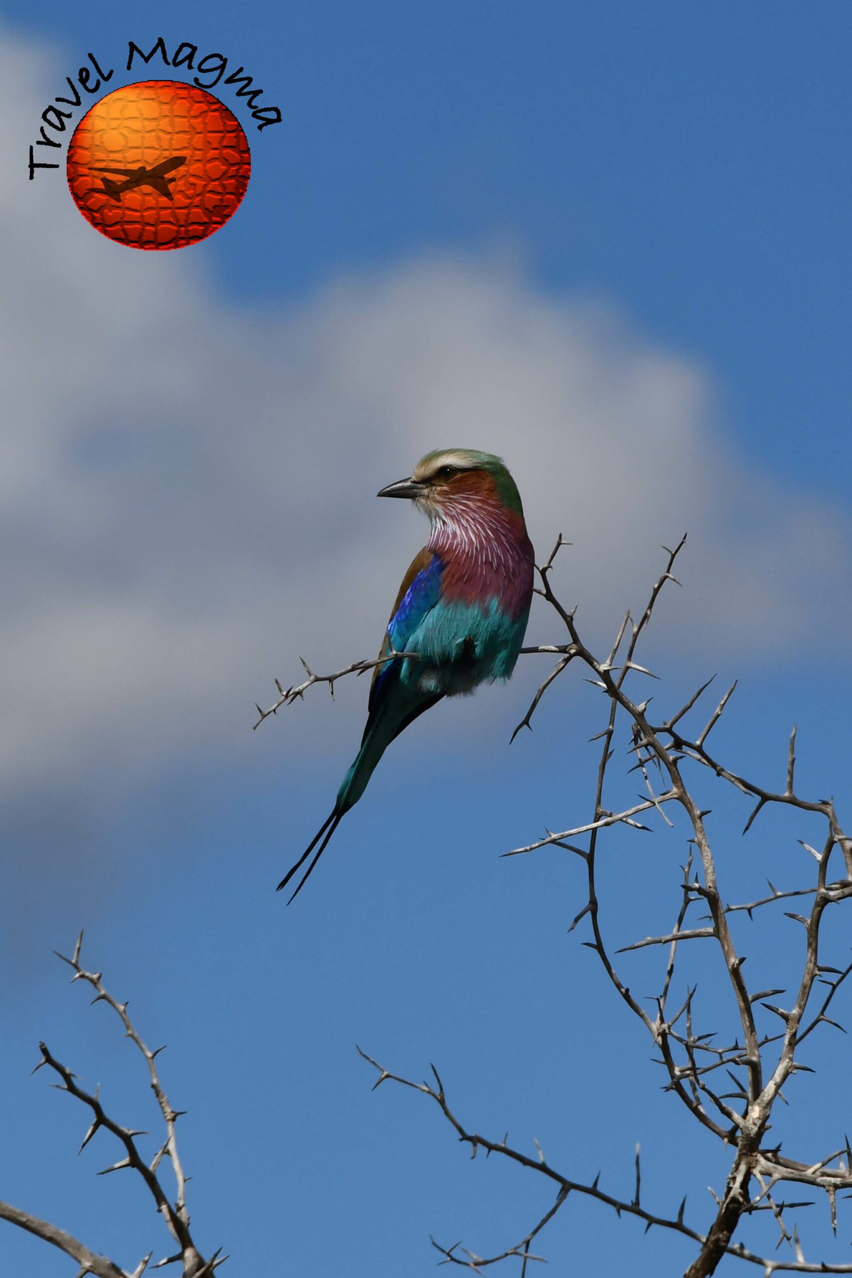 What Time of Year is Best to Bird Florida?