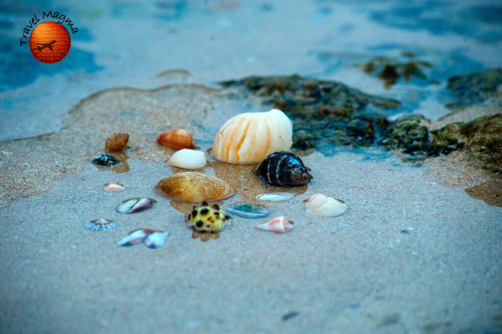 13 Best Shelling Beaches in Naples, Florida