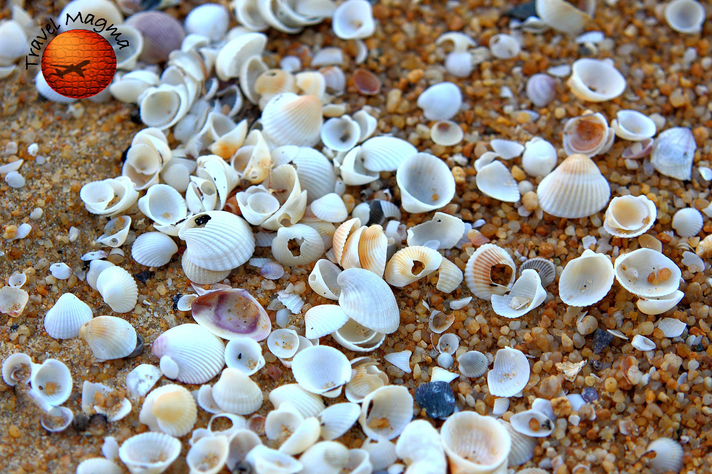 13 Best Shelling Beaches in Naples, Florida