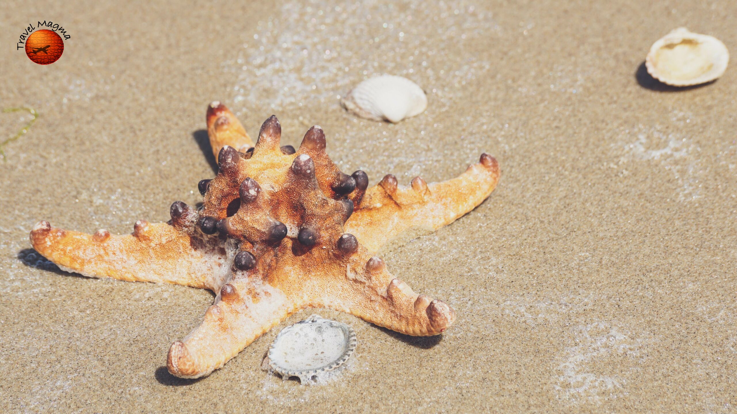 11 Best Shelling Beaches in Florida Near Orlando