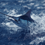 Must-Do Activities In Panama City Beach, Florida