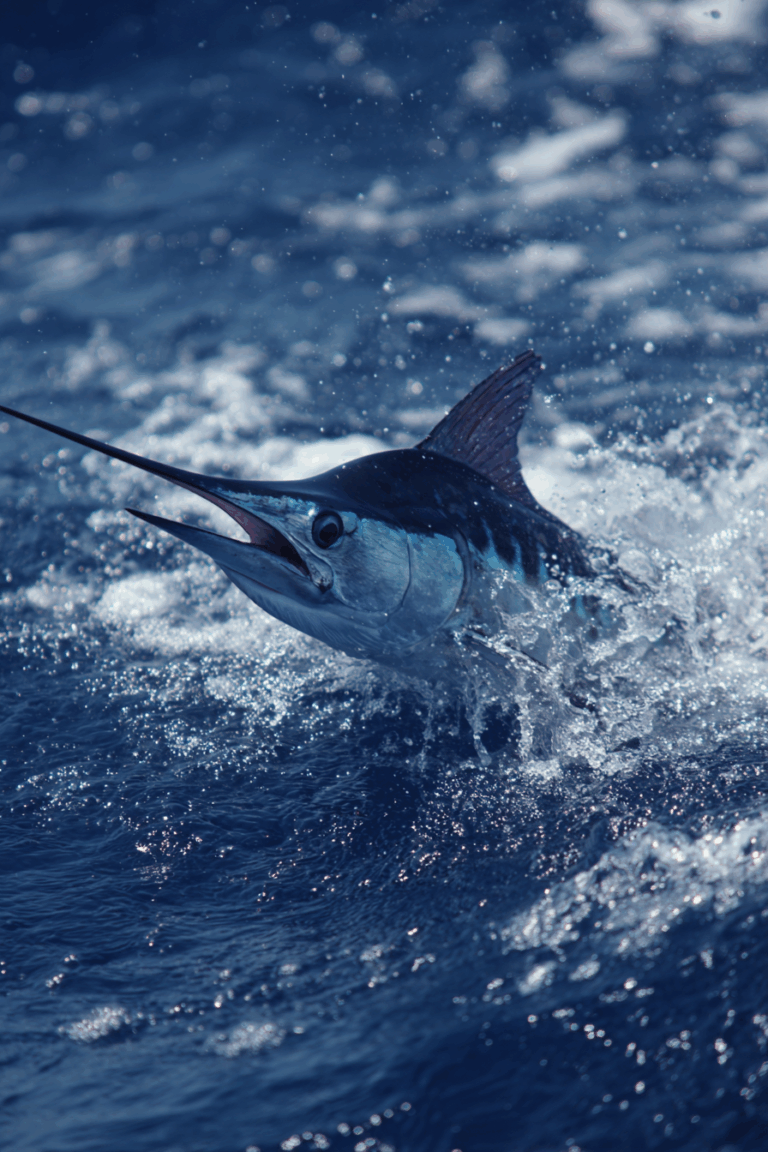 Must-Do Activities In Panama City Beach, Florida