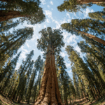 You’ll Be Inspired By These Ideas For Exploring Sequoia National Park!