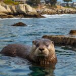 Iconic Beaches And Coastal Spots To Visit In California