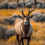 You Won't Want To Miss These Amazing Activities In Rocky Mountain National Park!